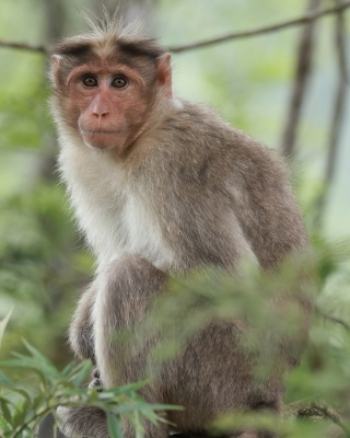 Makak czepkowy - Macaca radiata - Bonnet macaque