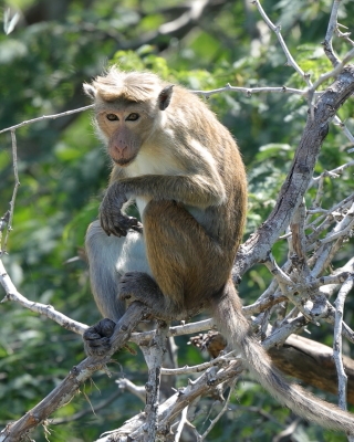 Makak rozczochrany - Macaca sinica - Toque macaque