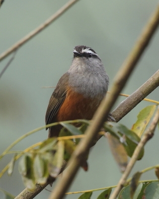 Malabarosójkownik rdzawoboczny - Montecincla fairbanki - Kerala Laughingthrush