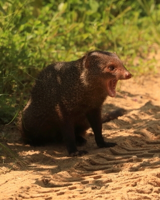 Mangusta ruda - Herpestes smithii - Ruddy mongoose 