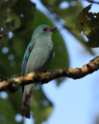 Modrówka seledynowa - Eumyias thalassinus - Verditer Flycatcher