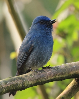 Modrówka turkusowa - Eumyias albicaudatus - Nilgiri Flycatcher