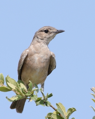 Mucharka płowa - Melaenornis infuscatus - Chat Flycatcher