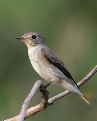 Muchołówka brunatna - Asian Brown Flycatcher - Muscicapa dauurica