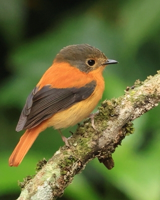Muchołówka czarnogłowa - Ficedula nigrorufa - Black-and-rufous Flycatcher