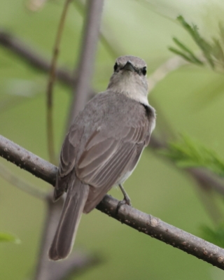 Muchołówka popielata - Muscicapa caerulescens - Ashy Flycatcher