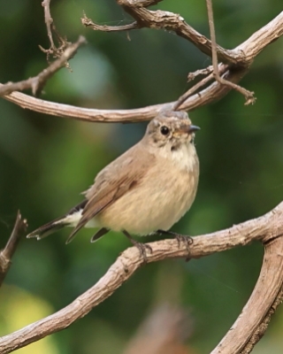 Muchołówka rdzawogardła - Taiga Flycatcher - Ficedula albicilla