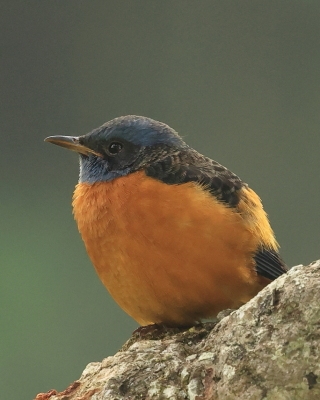 Nagórnik białoskrzydły - Monticola cinclorhyncha - Blue-capped Rock-Thrush