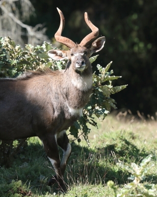 Niala górska - Tragelaphus buxtoni - Mountain nyala