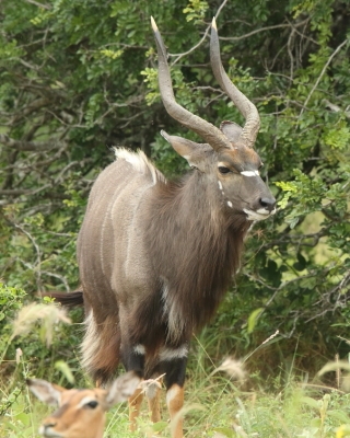 Niala grzywiasta - Tragelaphus angasii - Nyala 