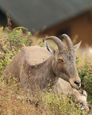 Nilgiritar leśny - Nilgiritragus hylocrius - Nilgiri tahr 