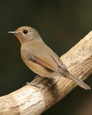 Niltawa ciemnopierśna - Hainan Blue-Flycatcher - Cyornis hainanus