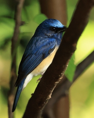 Niltawa modrogłowa - Cyornis rubeculoides - Blue-throated Flycatcher