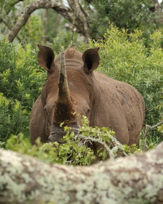 Nosorożec biały - Ceratotherium simum - White rhinoceros