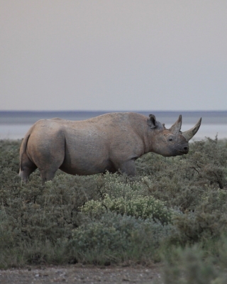 Nosorożec czarny - Diceros bicornis - Black rhinoceros