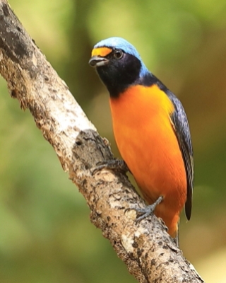 Organka śpiewna - Euphonia musica - Antillean Euphonia
