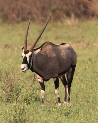 Oryks południowy - Oryx gazella - Gemsbok