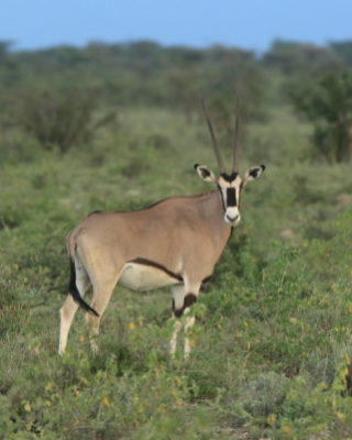 Oryks pręgoboki - Oryx beisa - Beisa oryx 