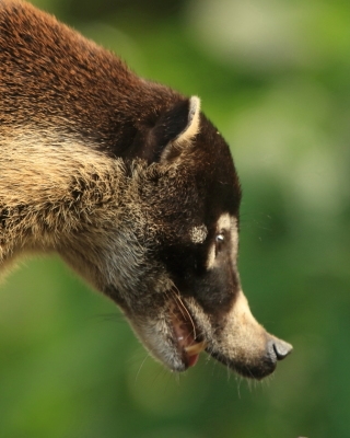 Ostronos białonosy - Nasua narica - White-nosed coati