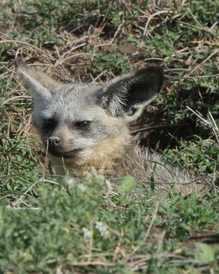 Otocjon wielkouchy - Otocyon megalotis  - Bat-eared fox 
