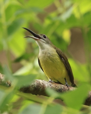 Pajęcznik długodzioby - Arachnothera longirostra - Little Spiderhunter