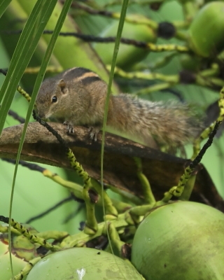 Pasecznik palmowy - Funambulus palmarum - Indian palm squirrel