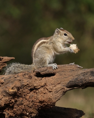 Pasecznik trójpręgi - Funambulus tristriatus - Jungle palm squirrel