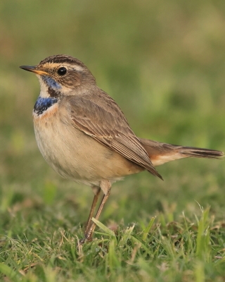 Podróżniczek - Luscinia svecica - Bluethroat