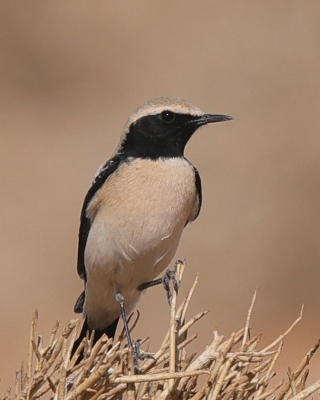 Białorzytka pustynna - Oenanthe deserti - Desert Wheatear