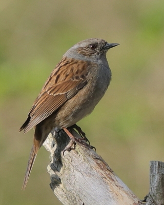 Pokrzywnica - Prunella modularis - Hedge Accentor