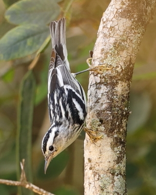 Pstroszka - Mniotilta varia - Black-and-white Warbler