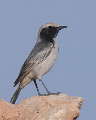 Rudorzytka - Oenanthe moesta - Red-rumped Wheatear