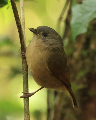 Sikornik duży - Alcippe poioicephala - Brown-cheeked Fulvetta 
