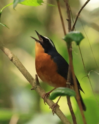 Słowik himalajski - Larvivora brunnea - Indian Blue Robin