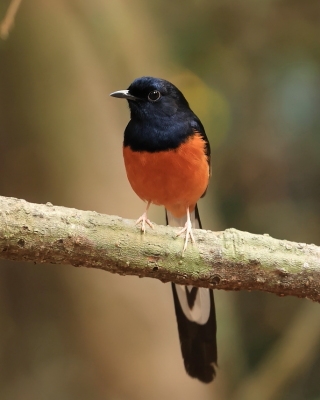 Sroczek białorzytny - White-rumped Shama - Copsychus malabaricus