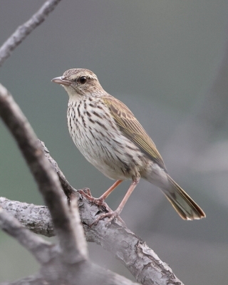 Świergotek kreskowany - Anthus lineiventris - Striped Pipit