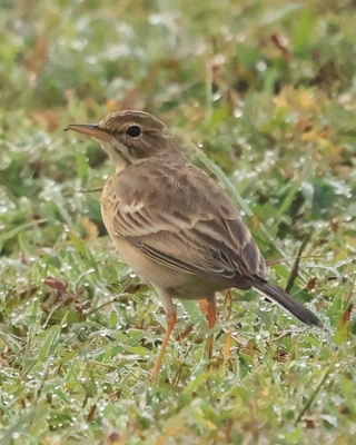 Świergotek polny - Anthus campestris - Tawny Pipit