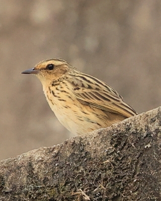 Świergotek samotny - Anthus nilghiriensis - Nilgiri Pipit