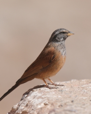 Trznadel saharyjski - Emberiza sahari - House Bunting