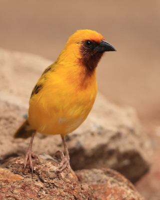 Wikłacz śliniaczkowy - Ploceus xanthopterus - Southern Brown-throated Weaver