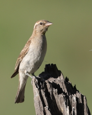 Wróbel białobrewy - Gymnoris superciliaris - Yellow-throated Petronia
