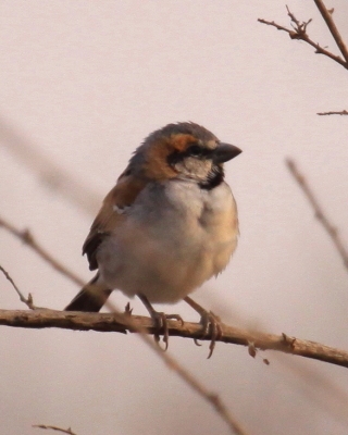 Wróbel nilowy - Passer shelleyi - Shelley's Rufous Sparrow