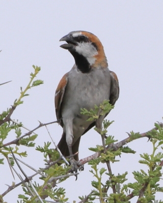 Wróbel rdzawy - Passer motitensis - Great Sparrow