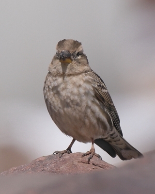 Wróbel skalny - Petronia petronia - Rock Sparrow