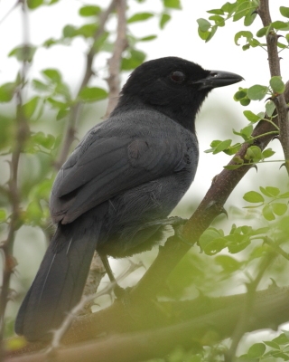 Mucharka lśniąca - Melaenornis pammelaina - Southern Black Flycatcher
