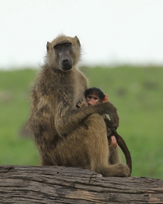 Pawian niedźwiedzi - Papio ursinus - Chacma baboon 