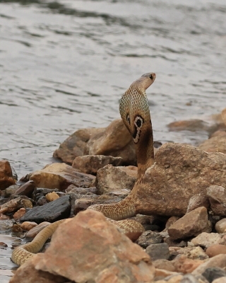Kobra indyjska - Naja naja - Indian cobra