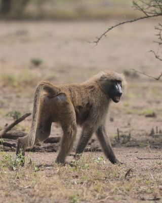 Pawian płaszczowy - Sacred baboon - Papio hamadryas