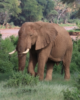 Słoń afrykański - Loxodonta africana -  African savanna elephant 