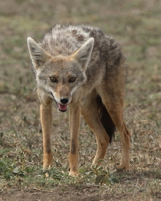 Wilk złoty - Canis lupaster - African golden wolf